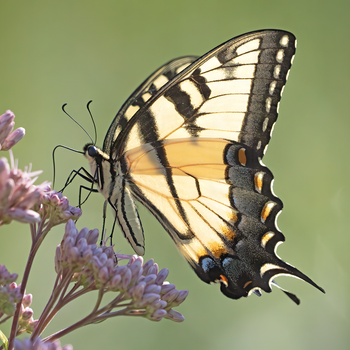 TIGER SWALLOWTAIL